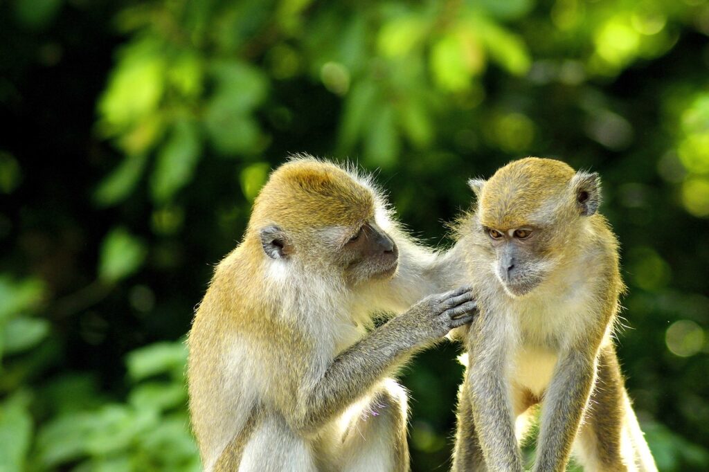 monkeys, pair, primates-2500916.jpg